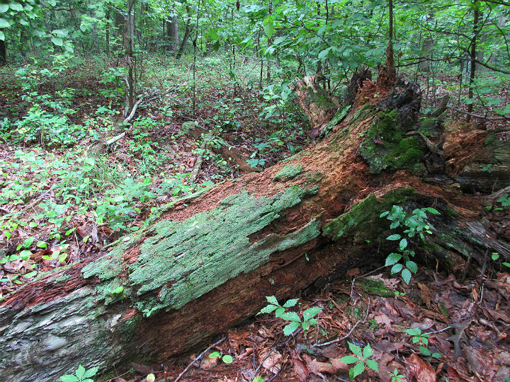 Herp Habitat